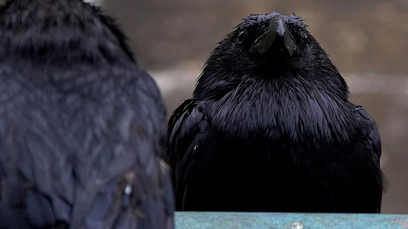 [Dossier] Les Corbeaux font de la résistance : les médias face au FN en campagne