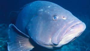 Tapie et Le Monde : poisson d'avril !