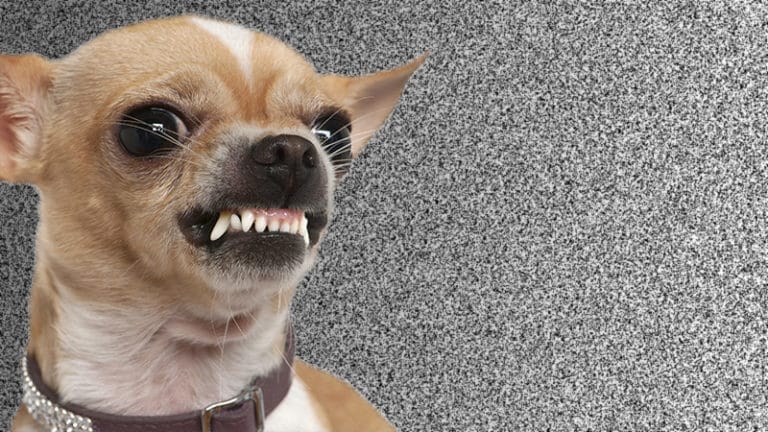 Alba Ventura, Virginie Le Guay : des journalistes de plus en plus agressifs et manipulateurs ?